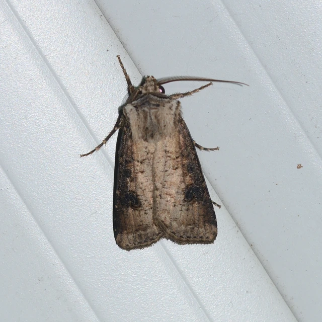 Agrotis clavis - zömök földibagoly