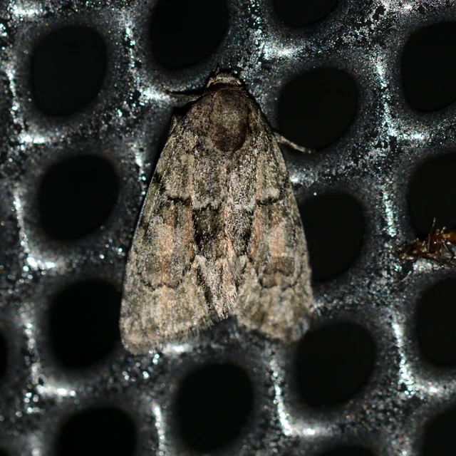 Cryphia fraudatricula - homoki zuzmóbagoly