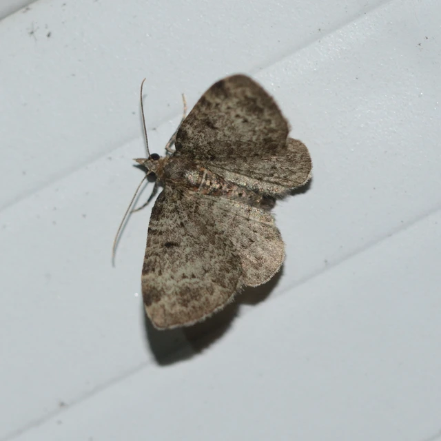 Pasiphila chloerata - hamvas törpearaszoló