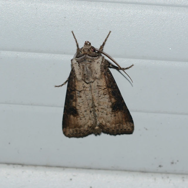 Agrotis clavis - zömök földibagoly