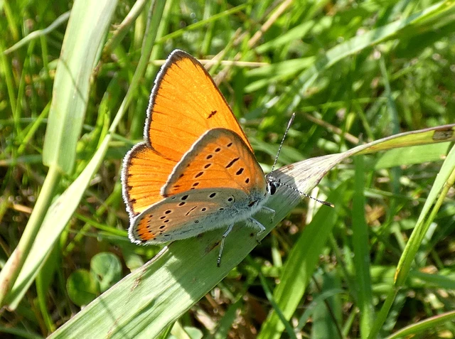 Lycaena dispar rutilus - nagy tűzlepke