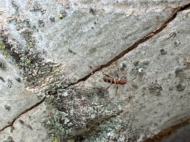 Neoclytus acuminatus - amerikai darázscincér