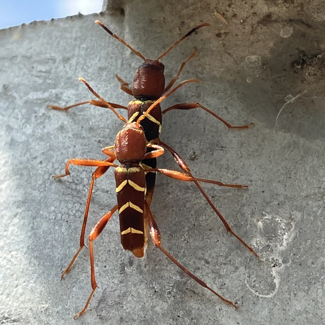 Neoclytus acuminatus - amerikai darázscincér