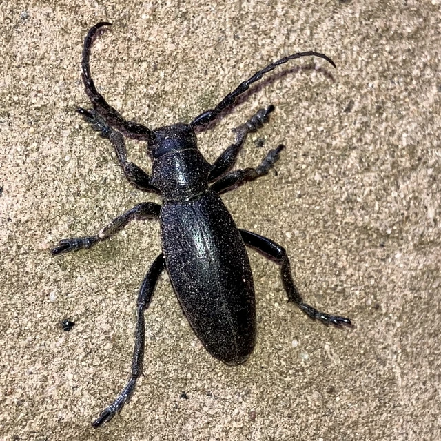 Dorcadion aethiops - fekete gyalogcincér