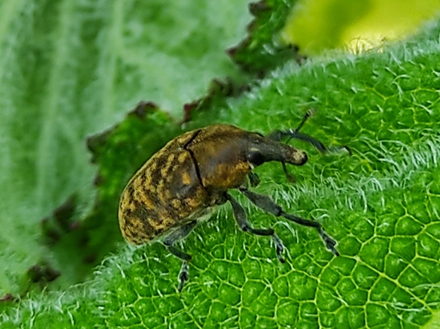 Larinus turbinatus - kúposorrú púderbarkó