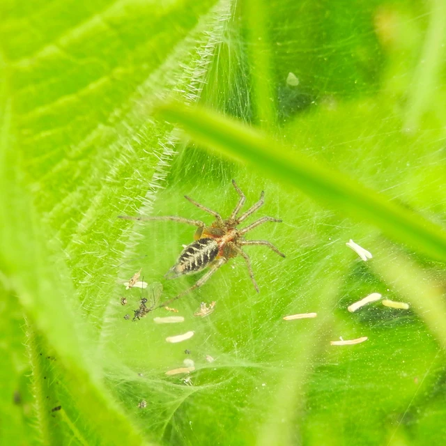 Agelena labyrinthica - illó tölcsérpók