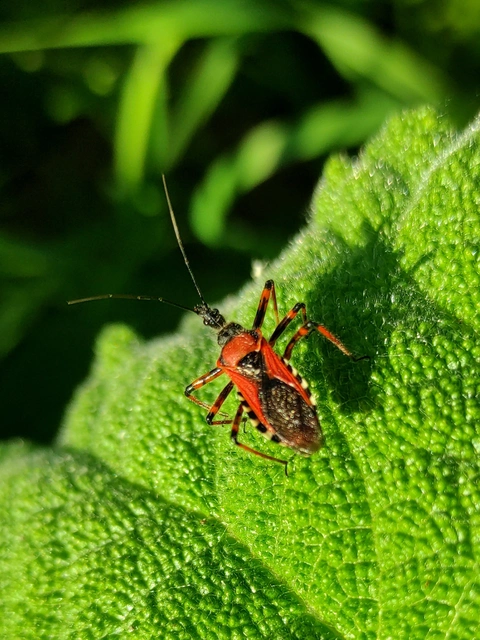Rhynocoris iracundus - közönséges gyilkospoloska