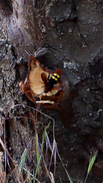 Megascolia maculata - óriás-tőrösdarázs