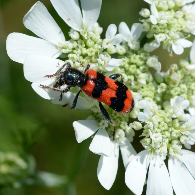 Trichodes apiarius - szalagos méhészbogár