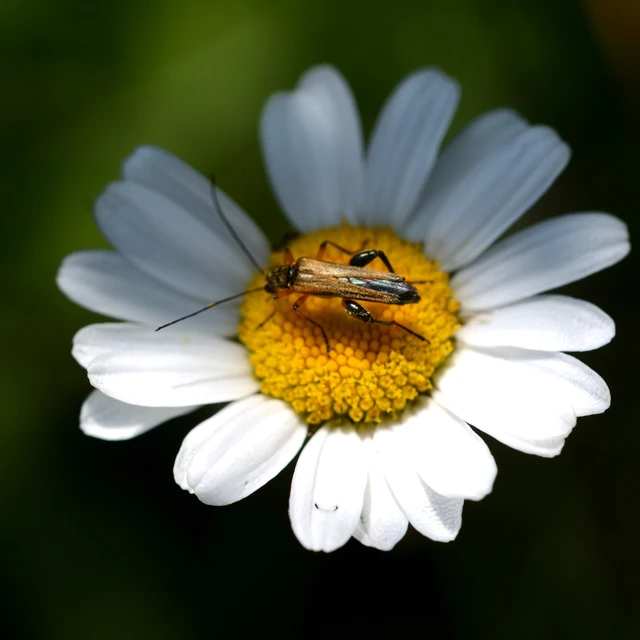 Oedemera podagrariae - székfű-álcincér