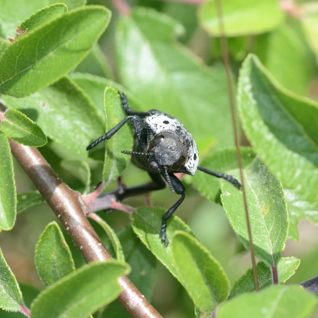 Capnodis tenebrionis - kökény-tükrösdíszbogár