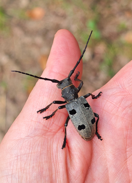 Morimus asper funereus - gyászcincér