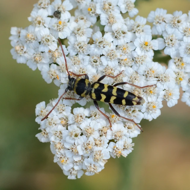 Echinocerus floralis - lucerna-darázscincér