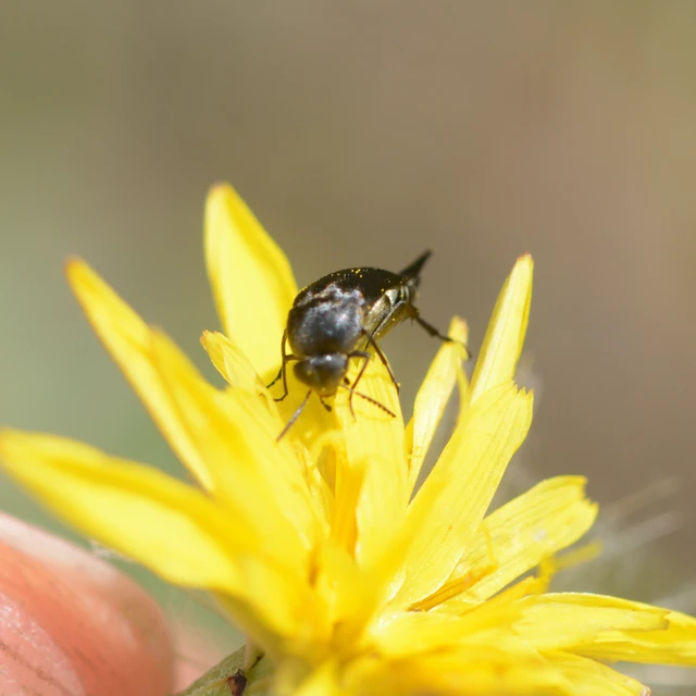 Mordellidae - marókafélék