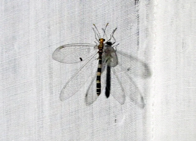 Megistopus flavicornis - kétfoltos hangyaleső