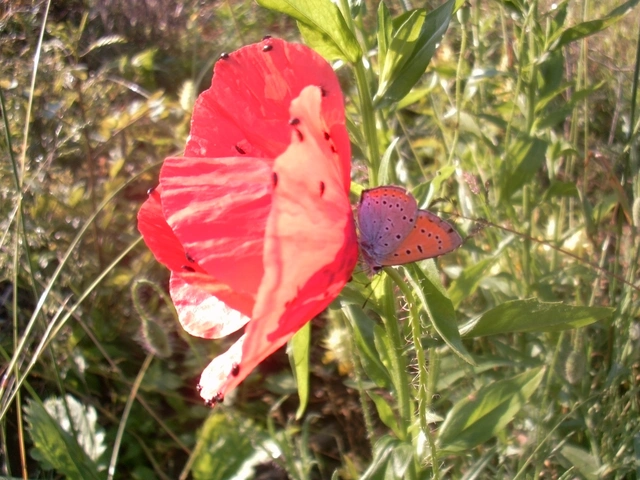 Lycaena dispar rutilus - nagy tűzlepke