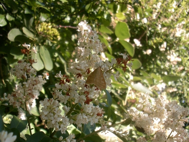 Sitochroa verticalis - világossárga dudvamoly