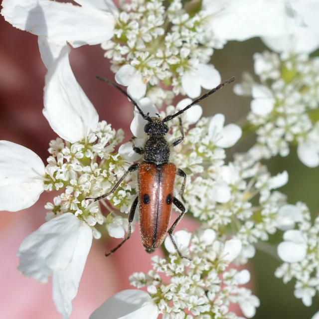 Vadonia unipunctata - kétpettyes virágcincér