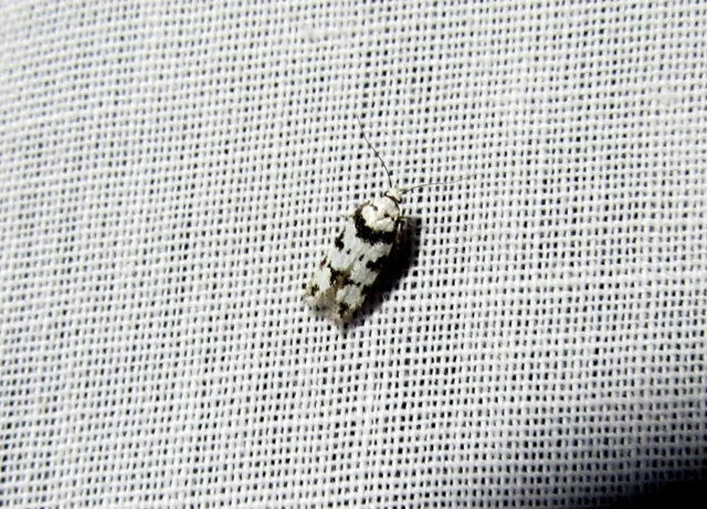 Pseudotelphusa scalella - moharágó sarlósmoly