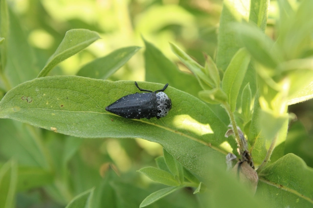Capnodis tenebrionis - kökény-tükrösdíszbogár