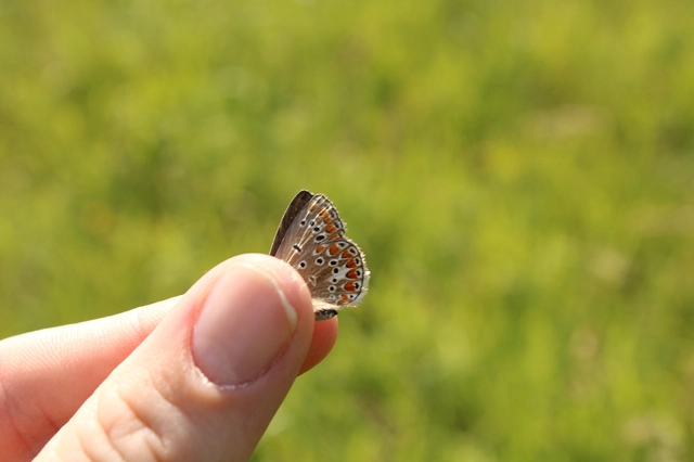 Polyommatus thersites - ibolyaszín boglárka