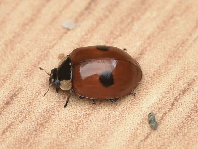 Adalia bipunctata - kétpettyes katica