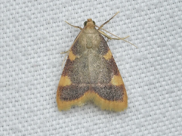 Hypsopygia costalis - szénailonca