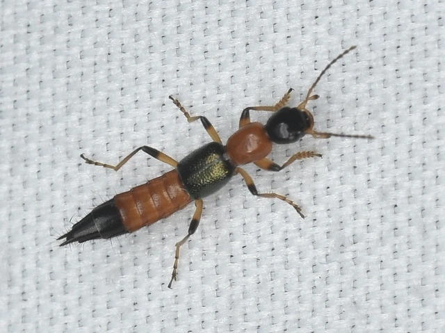 Paederus balcanicus - alföldi partiholyva