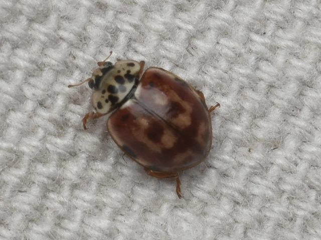 Harmonia quadripunctata - négypettyes katica
