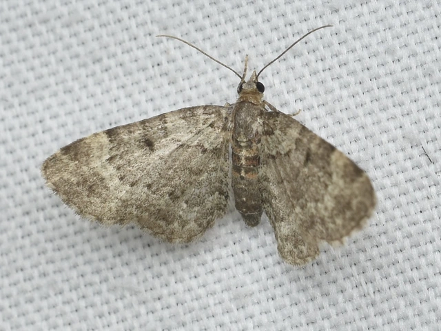 Pasiphila chloerata - hamvas törpearaszoló