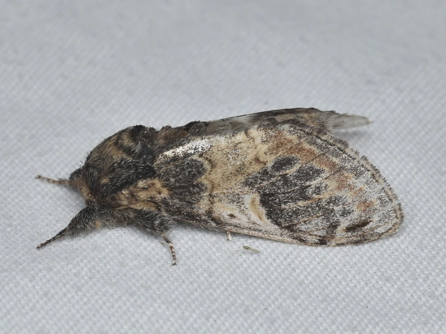 tarajos púposszövő - Notodonta tritophus