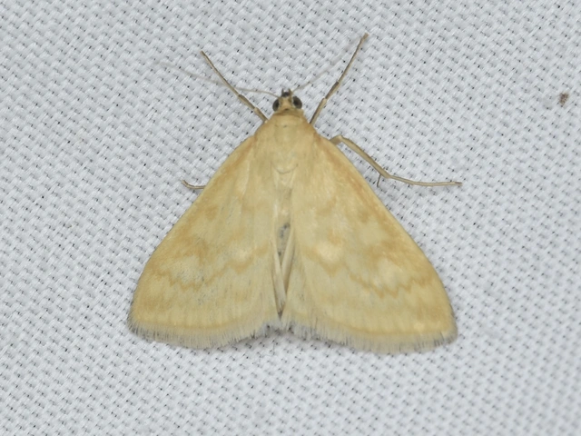 Sitochroa verticalis - világossárga dudvamoly