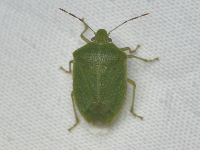 Nezara viridula - zöld vándorpoloska
