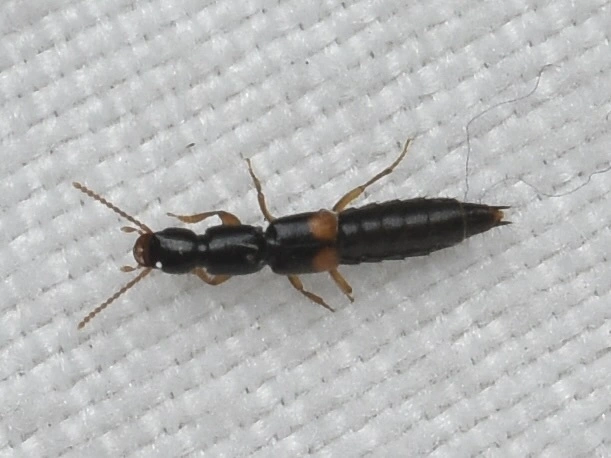 Leptobium gracile - kétfoltos pocsolyaholyva