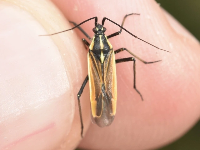 Leptopterna dolabrata - közönséges mezeipoloska