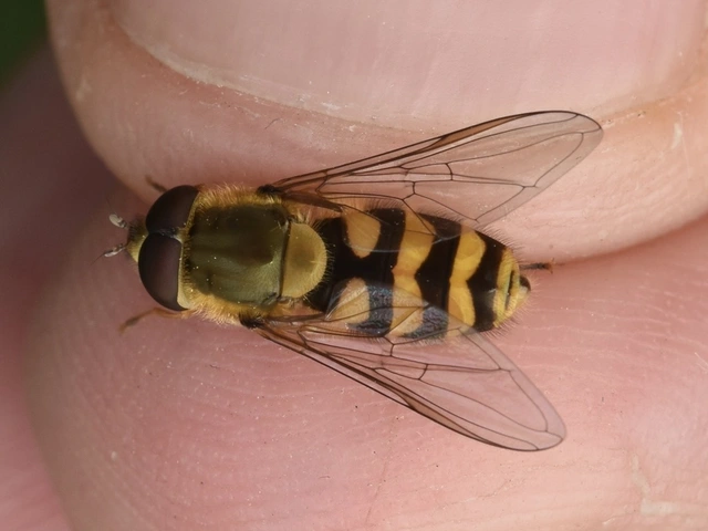 Syrphidae - zengőlegyek