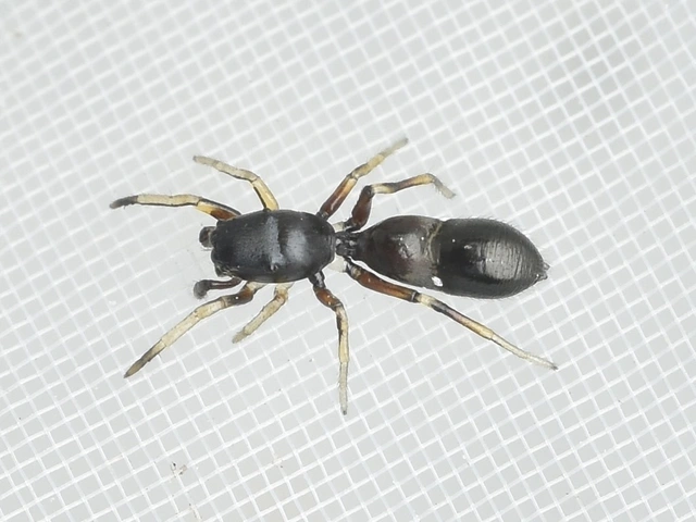 Leptorchestes berolinensis - fekete hangyautánzópók