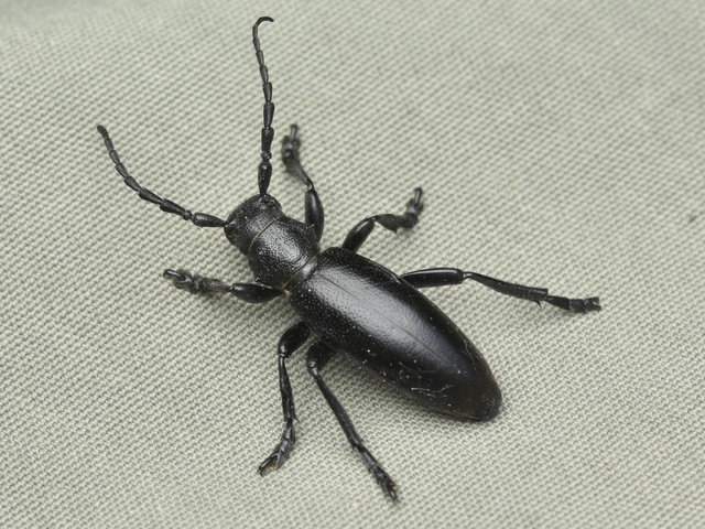 Dorcadion aethiops - fekete gyalogcincér