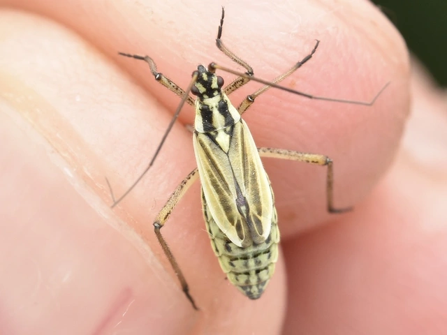 Leptopterna