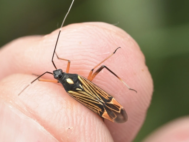 Miris striatus - sávos mezeipoloska