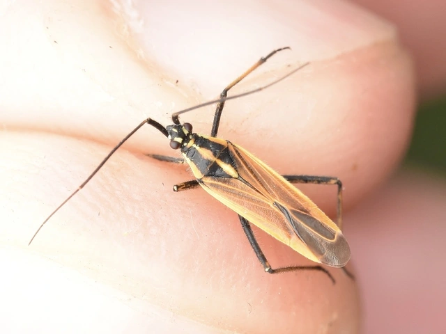 Leptopterna dolabrata - közönséges mezeipoloska