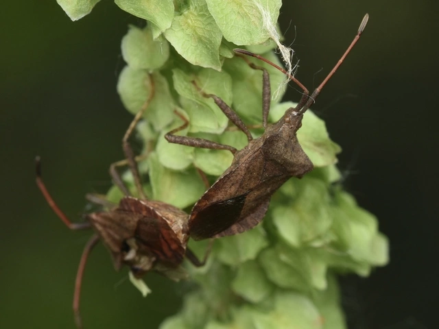 Coreus marginatus - közönséges karimáspoloska
