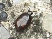 Acritus minutus - simanyakú paránysutabogár