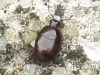 Acritus minutus - simanyakú paránysutabogár