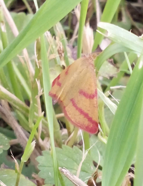 Lythria purpuraria - bíborsávos araszoló