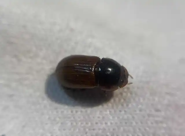 Bodilus ictericus