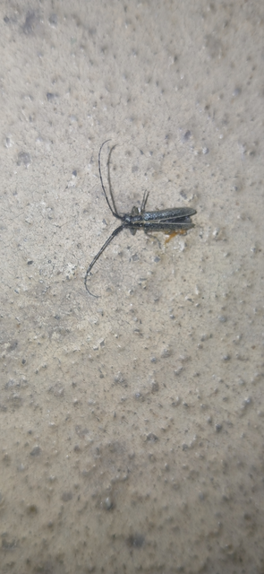 Agapanthia cardui - sávos bogáncscincér