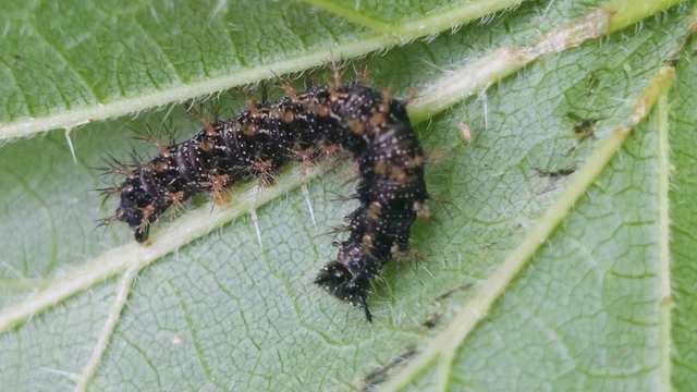 Araschnia levana - pókhálós lepke