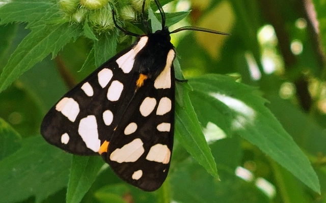 Arctia villica - fekete medvelepke