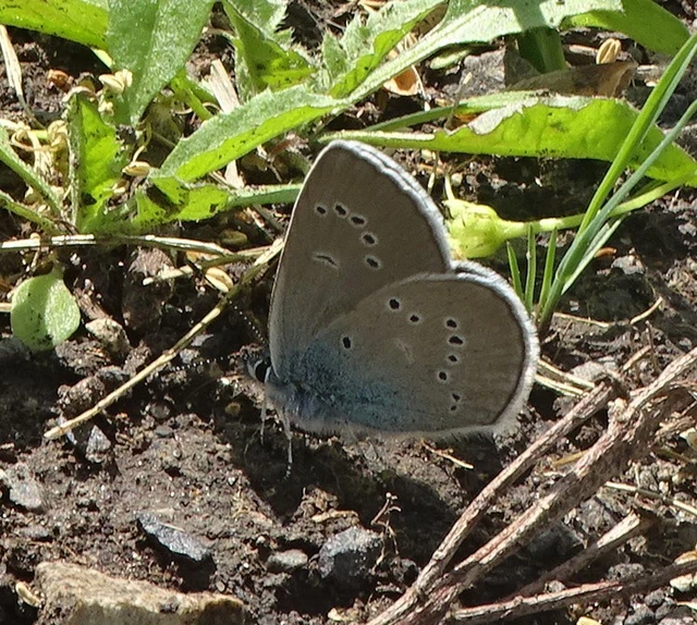 Cyaniris semiargus - aprószemes boglárka